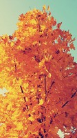 descargar wallpaper de Naturaleza